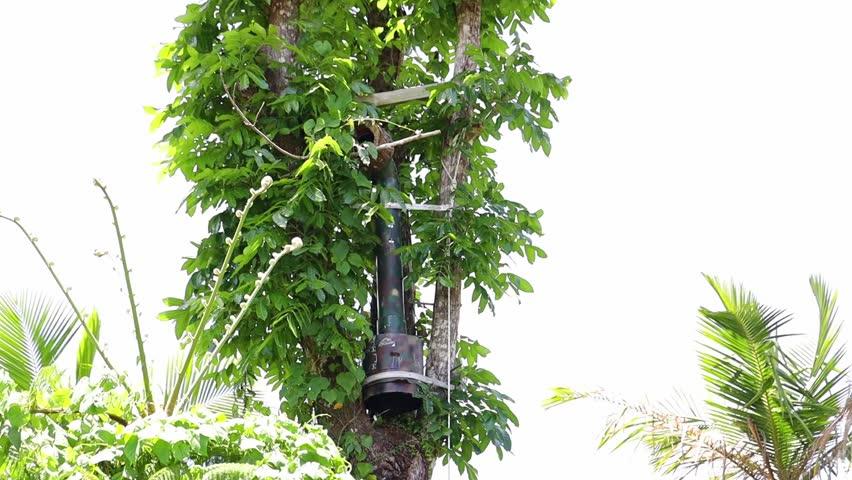 A man-made nest of the Puerto Rican amazon parrot (Amazona vittata) in a bird watching center on a sunny day