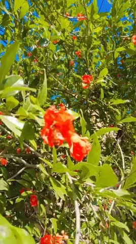 The honey bee sitting on the flower its a beautiful moment