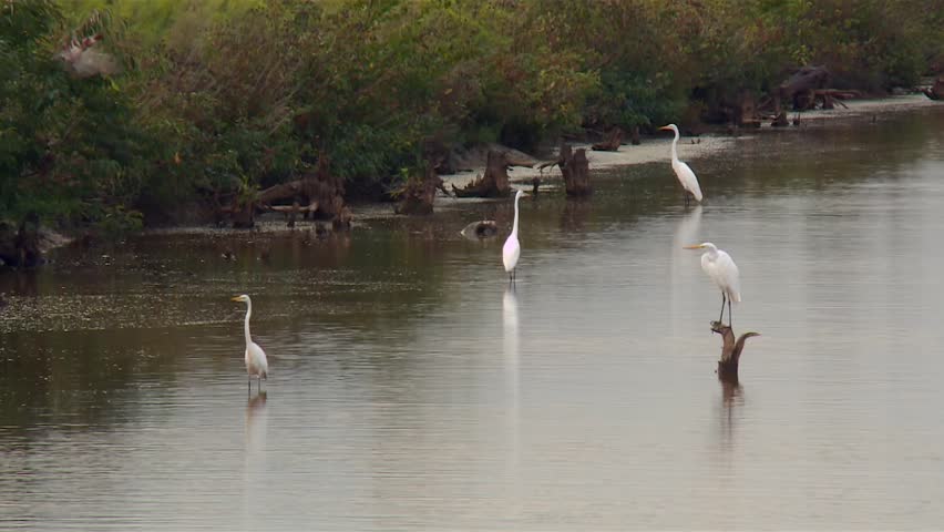 Great Egrets In Pond In Blackwater National Wildlife Refuge In Maryland - Wide Shot