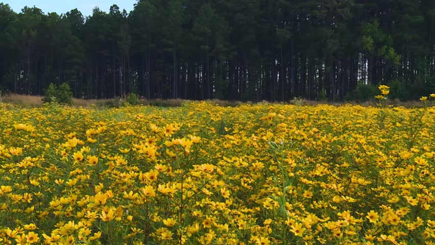 Beautiful Landscape Of Yellow Field Flowers In Blackwater National Wildlife Refuge, Maryland - Panning Shot