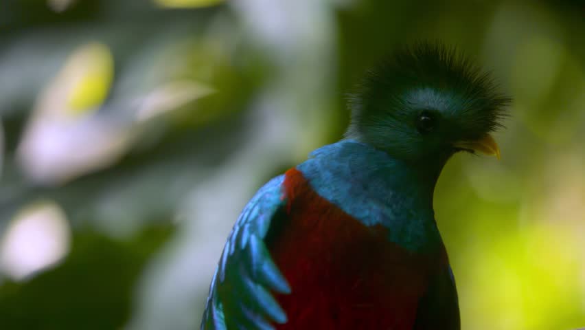 Close up of a Quetzal in a cloud forest in Guatemala.