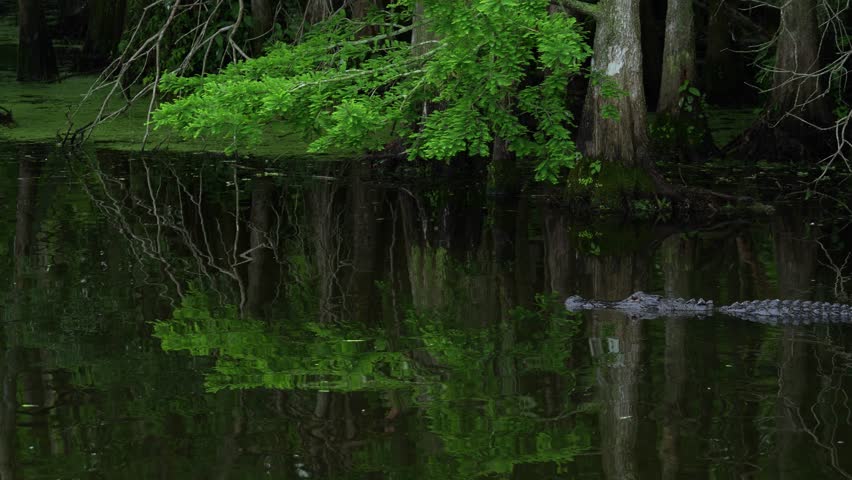 American Alligator swimming through still water with reflection of trees, Florida marsh 4k