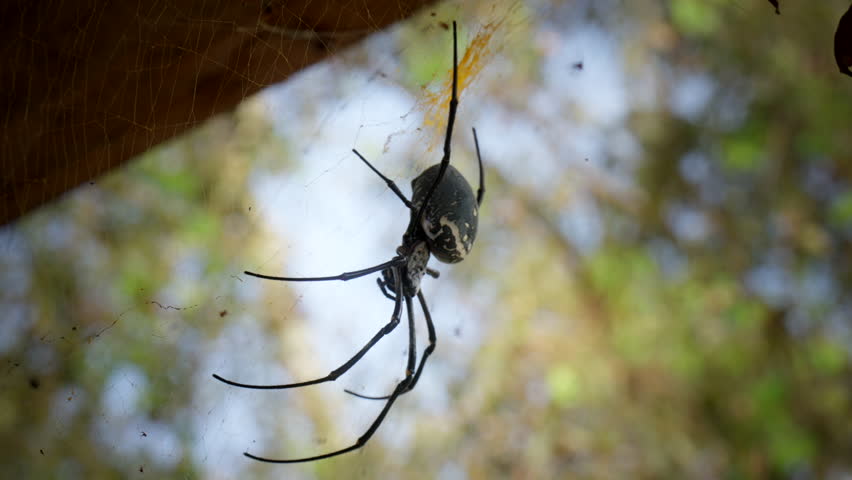 Northern Golden Orb Weaver Spider Hanging On Its Web. Close-up Shot