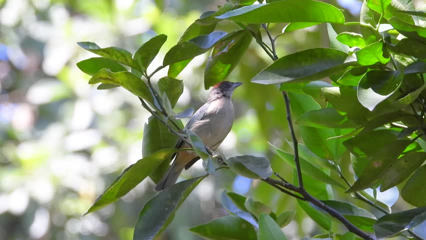 Scrub Tanager (Tangara vitriolina) Perched on Branch Among Green Leaves and Flies away