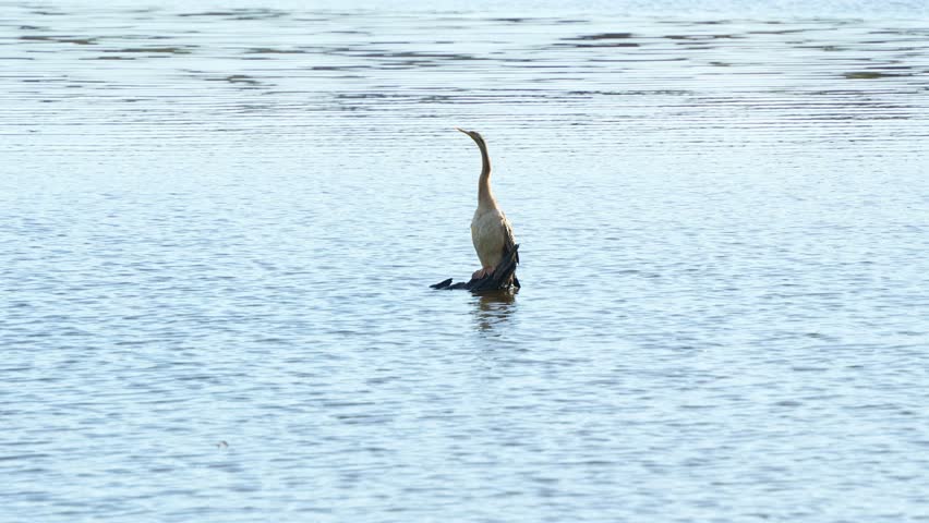 A wild Australasian darter, anhinga novaehollandiae perched on a submerged bare tree branch in the middle of freshwater lake, preening and grooming its feathers and wondering around the surroundings.