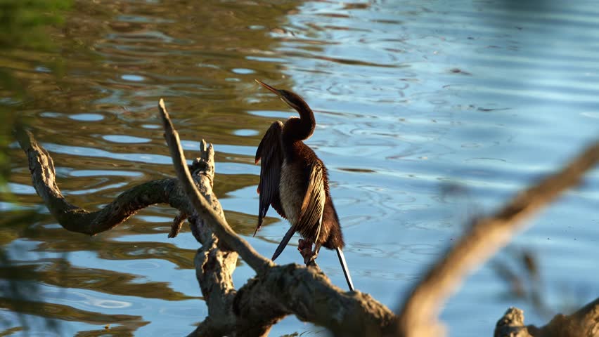 An Australian darter, anhinga novaehollandiae, perching on the dead tree branch in a freshwater lake, drying up its plumage under sunlight, slow motion close up shot of the bird behaviour.