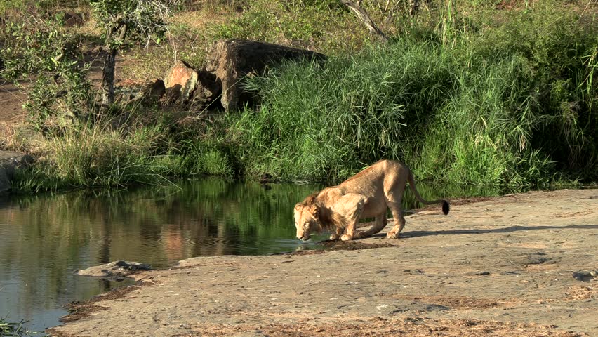 Beautiful images of a Lion drinking at a waterhole surrounded by greenery.