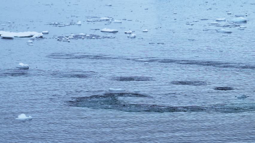 Humpback Whales in Antarctica, Antarctic Peninsula Wildlife Bubble Net Feeding, Blowing Bubbles and Surfacing while Swimming in the Southern Ocean Sea Water, Amazing Animal Behaviour in Nature
