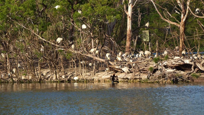 Flock of Australian white ibis perched on the island, nesting in the middle of wildlife lake during breeding season, with an Australian darter drying its wings at Jells Park, Wheelers Hill.