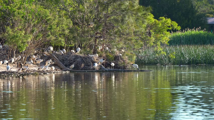 Flock of Australian white ibis, also known as bin chicken perched on the island, roosting and building nest in the middle of wildlife lake in a wetland environment during breeding season.