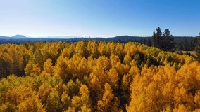 Drone captures the vibrant autumn colors of trees and river in Central Oregon from above. - Powered by Shutterstock - Get 15% off with code: PIKWIZARD15