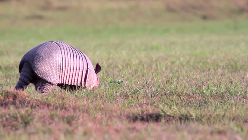 Nine-banded armadillo short grass foraging in lake edge at Barba Azul Nature Reserve, Beni. Bolivia