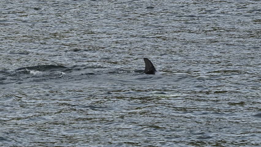 Orca killer whale performing a powerful tail whip, splashing seawater towards the sea surface, slow motion