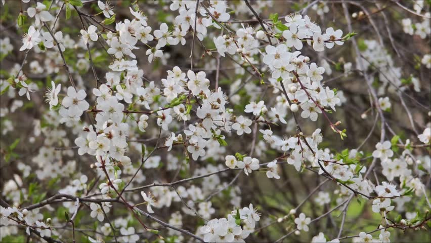 Delicate white blossoms adorning slender branches swaying softly, heralding seasonal renewal and gentle springtime awakening