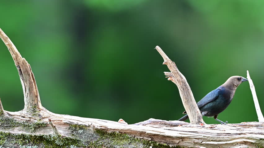 Male Brown-headed Cowbird finding food on a dead Cedar log in springtime, Mt. Gilead, North Carolina, US.