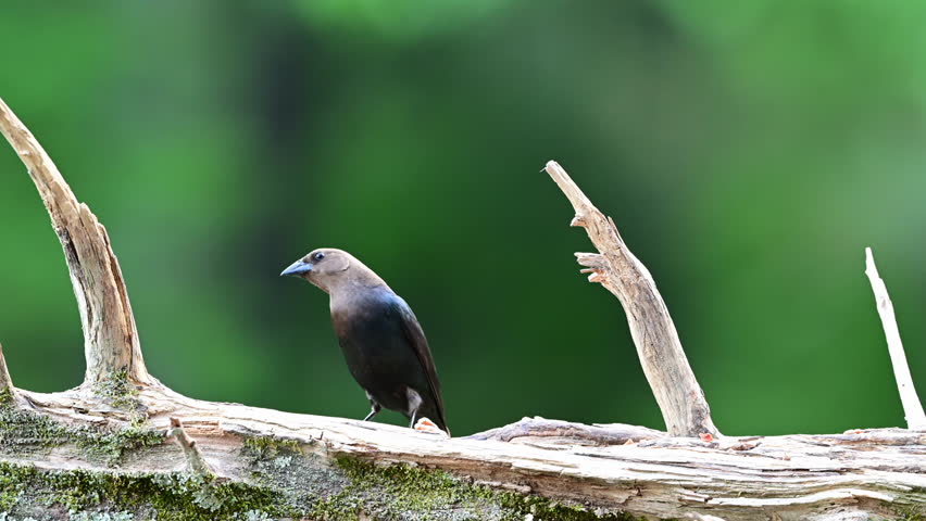 Male Brown-headed Cowbird feeding on a dead Cedar log in springtime, Mt. Gilead, North Carolina, US.