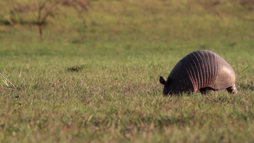 Close Nine-banded Armadillo foraging in short river edge grass at Barba Azul Nature Reserve, Beni. Bolivia3