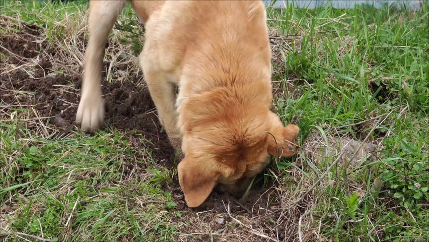 Light brown labrador retriever digging a hole in the ground
