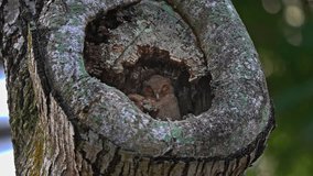 Sunda Scops Owl Adult Sleeping In Its Nest With Its Chick. closeup shot - Powered by Shutterstock - Get 15% off with code: PIKWIZARD15