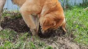 Canine burrowing through dirt, excavating ground surface - Powered by Shutterstock - Get 15% off with code: PIKWIZARD15