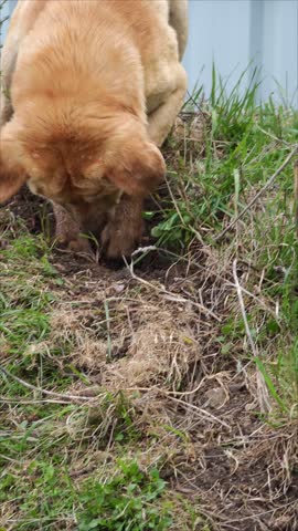 Labrador retriever pawing sandy ground, creating deep excavation