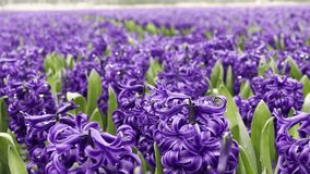 Close-Up of Purple Hyacinths with Rain Droplets in Spring Bloom, capturing the beauty of spring flowers after rainfall. Ideal for themes of nature, freshness, floral details, and seasonal change - Powered by Shutterstock - Get 15% off with code: PIKWIZARD15