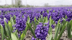 Close-Up of Purple Hyacinths with Rain Droplets – Macro View of Spring Flowers in Bloom, Nature Detail, Fresh Floral Texture, Wet Petals, Seasonal Plant Life. Perfect for themes like nature, weather - Powered by Shutterstock - Get 15% off with code: PIKWIZARD15