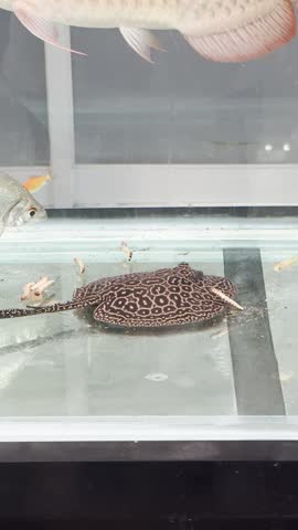 The stingray eats maggot catterpilars
