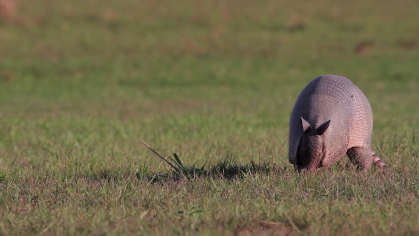 Nine-banded Armadillo foraging in short river edge grass at Barba Azul Nature Reserve, Beni. Bolivia2