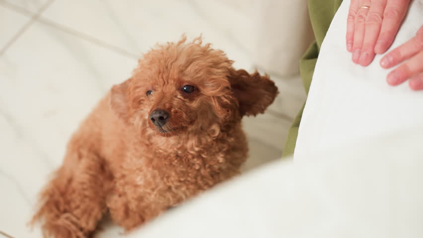Small fluffy brown dog receiving gentle head rub from owner seated close by on tiled floor, eyes half closed in relaxed expression, conveying comfort, trust, and warmth in quiet home moment