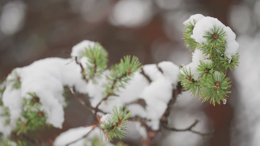 Light fresh snow on the soft pine tree needles a serene and tranquil winter scene. Slow-motion parallax video.