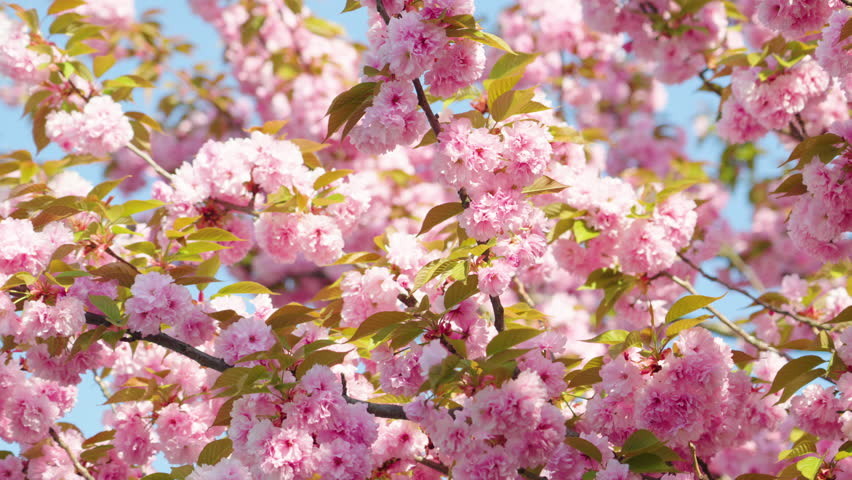 Beautiful cherry blossom trees in full bloom on a sunny day