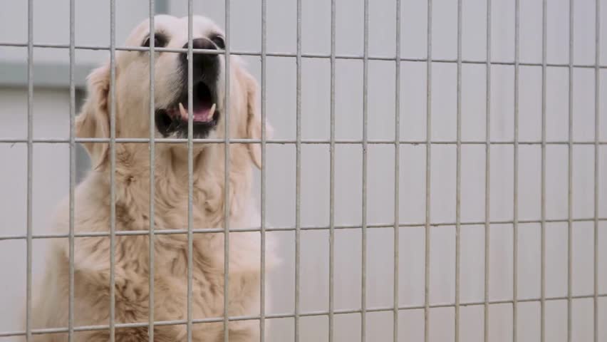 4K Ultra HD Video of CanvaAnimalWelfare – Touching Animal Rescue Scenes at a Local Shelter Showing Volunteers Feeding, Cleaning, and Caring for Rescued Dogs and Cats

