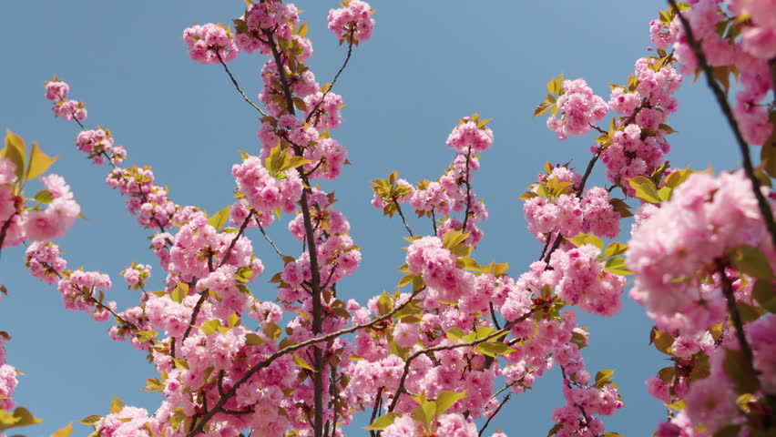 Explore the serene beauty of cherry blossoms under a clear blue sky