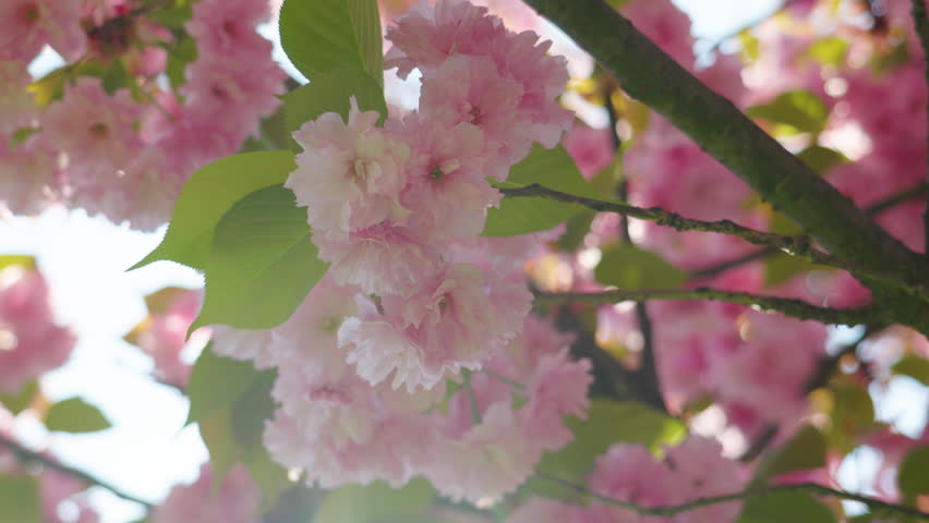 Cherry blossom blooms create a dreamy landscape in springtime sunshine