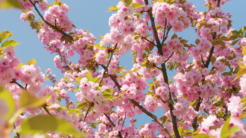 Springtime wonder with blooming cherry blossoms against a bright blue sky