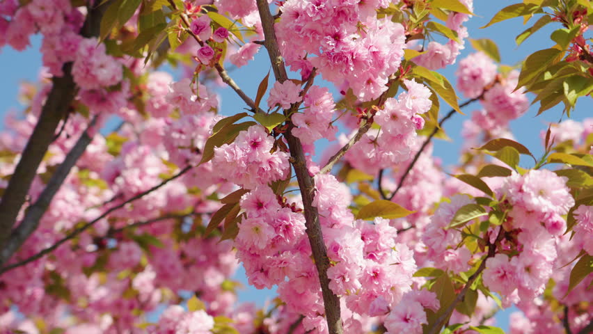 Enjoy the stunning beauty of cherry blossoms in spring bloom