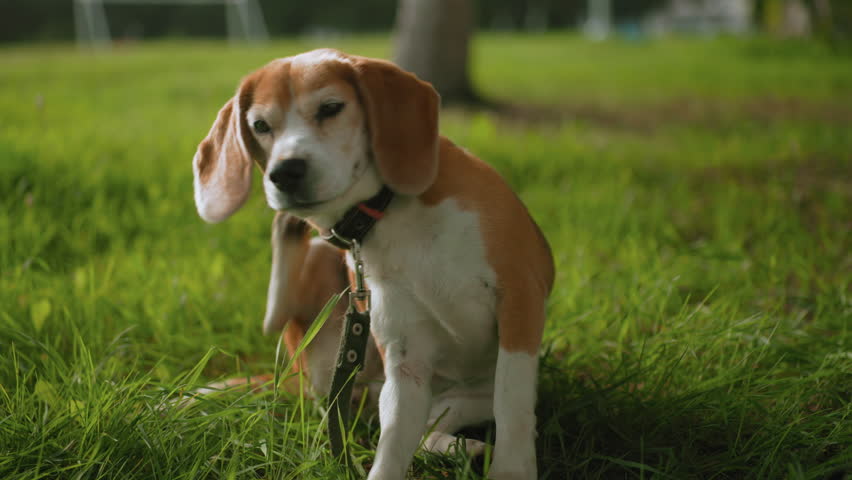 Bull dog scratching neck while sitting on fresh green grass before standing to pick dog food from ground showing natural pet behavior during outdoor training session in sunny park with leash attached
