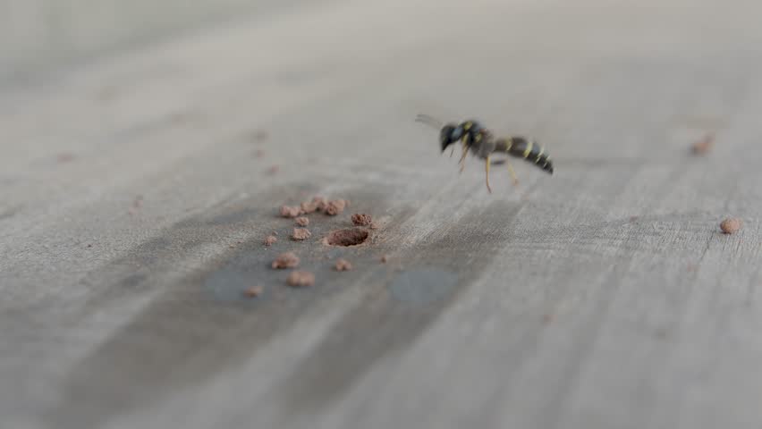 Potter wasp cleaning their nest in wood hole from debris