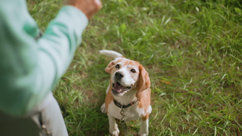 Top view of beagle dog sitting attentively on green grass looking up at owner with eager expression, wearing black collar and leash during outdoor obedience training session under warm sunny weather
