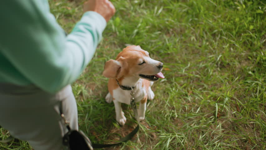 Top view of beagle dog sitting attentively on green grass looking up at owner with eager expression, wearing black collar and leash during outdoor obedience training session under warm sunny weather