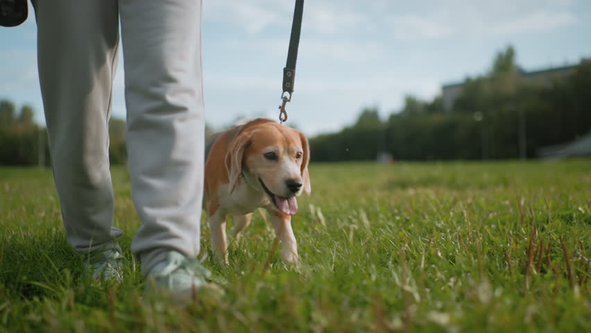 Canine behaviorist walking with bulldog on leash across grassy field under bright sky, dog sniffing ground with excitement, receiving tips during sunny outdoor training session, strong pet human bond