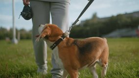 Canine behaviorist walking with bulldog on leash across grassy field under bright sky, dog sniffing ground with excitement, receiving tips during sunny outdoor training session, strong pet human bond - Powered by Shutterstock - Get 15% off with code: PIKWIZARD15
