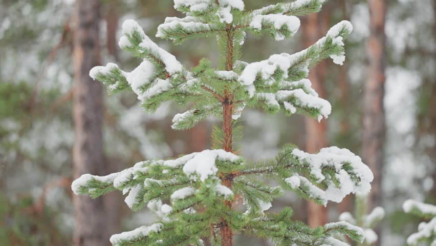 A young pine tree is covered with fresh snow in the Norwegian forest, standing out against the wintry landscape. Parallax video.