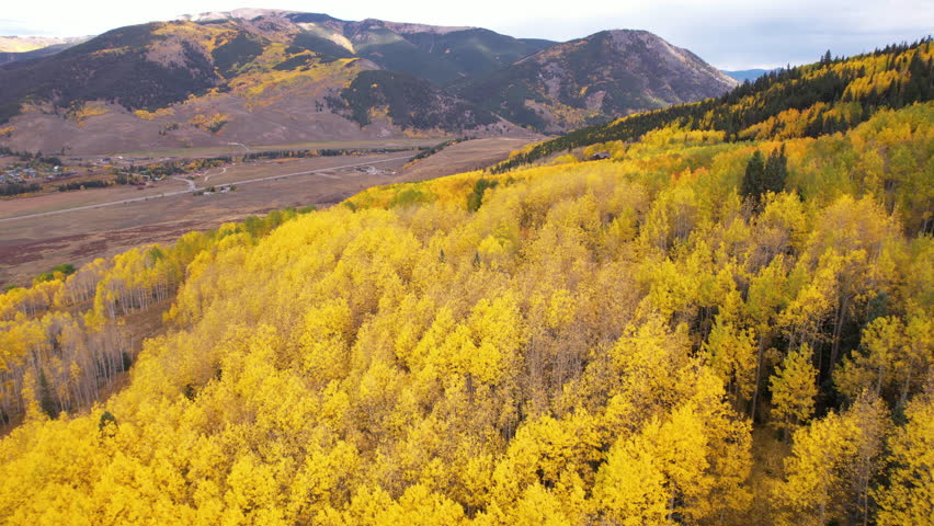 Drone Shot of Yellow Aspen Forest and Green Conifer Trees in Peak of Fall Season. Countryside of Colorado USA