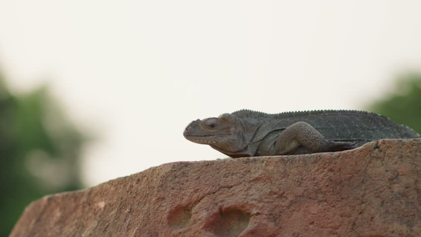 Asian water monitor Lizard or biawak, Varanus salvator, sits on flat large rock against blurred backgrou d