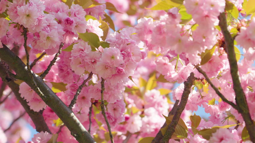 Blooming cherry blossoms create a stunning display in springtime sunlight