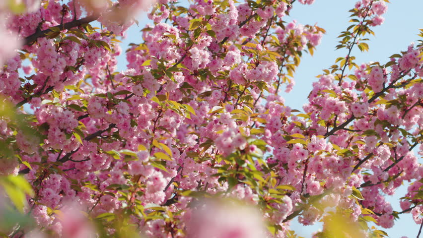 Blossoms dance in gentle breeze under clear blue sky during spring day