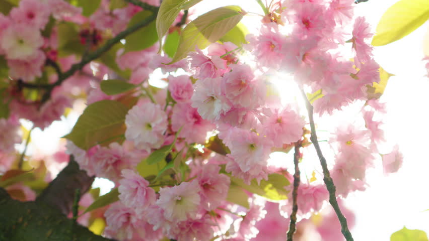 Blooming cherry blossom branches glow under warm sunlight in springtime beauty
