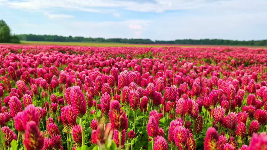 Landscape dominated by crimson clover is a stunning display of nature's beauty